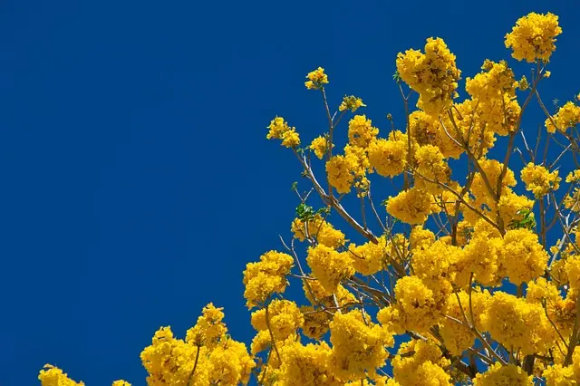 Cómo hacer un jardín de flores para atraer mariposas