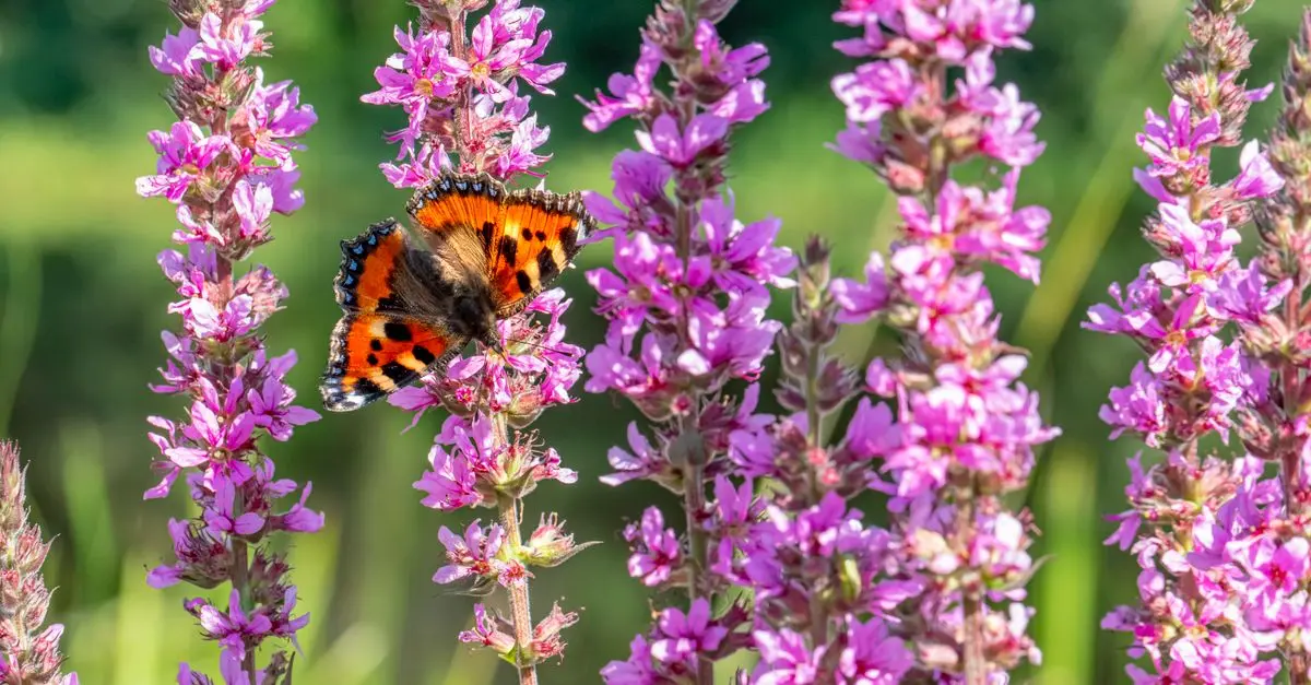 Cómo Hacer un Jardín de Flores que Atraiga Mariposas