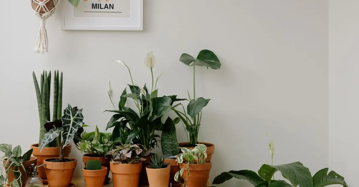 Guía completa para el cuidado de plantas de interior