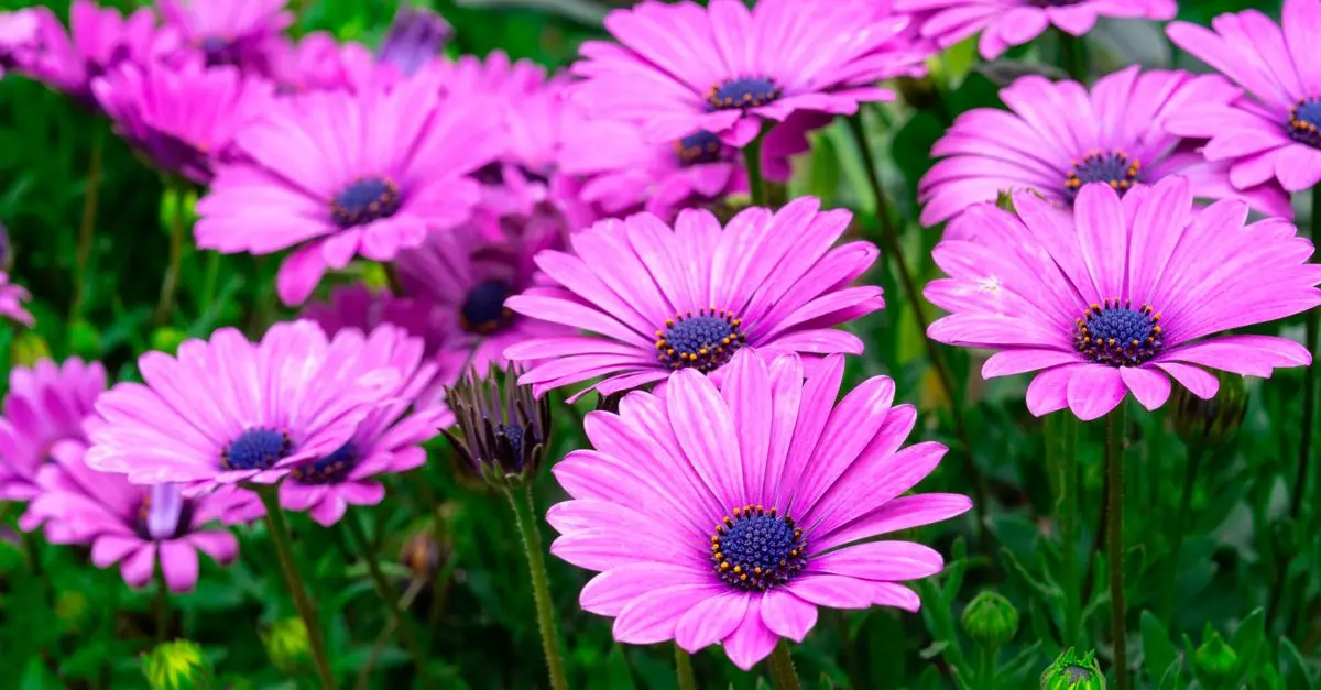 Plantas resistentes al calor para tu jardín