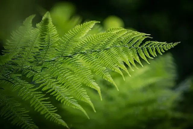 Cómo aprovechar el compostaje en tu jardín de manera eficiente