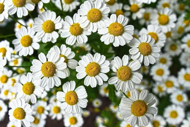 Cómo crear un jardín de plantas aromáticas: guía completa