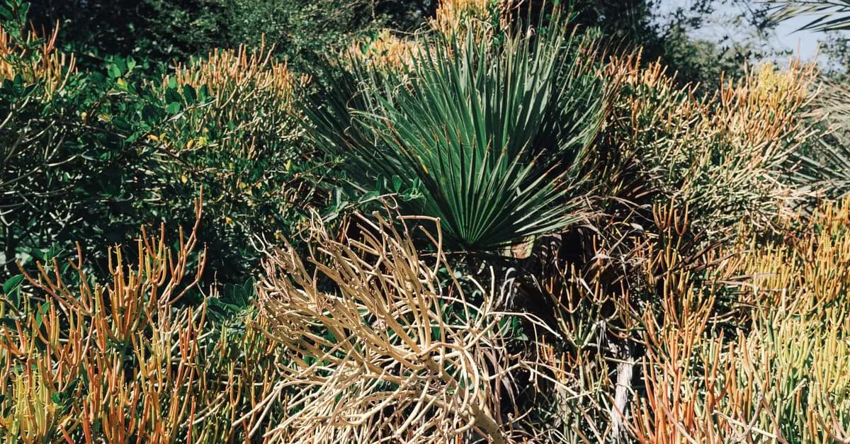 Las mejores plantas para cultivar en climas cálidos
