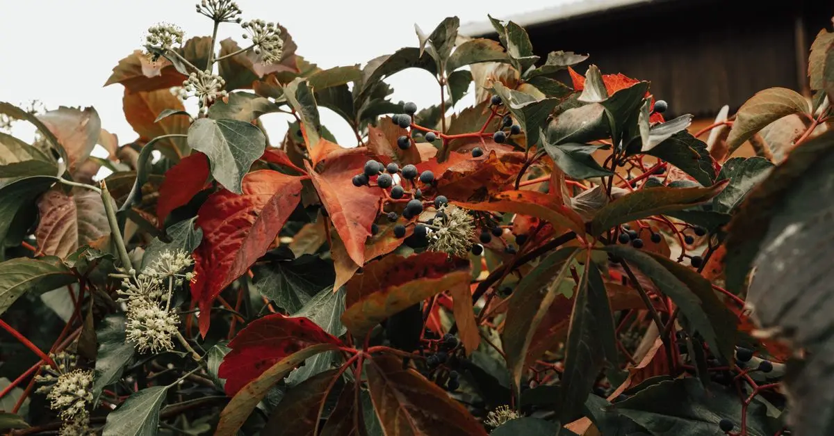 Cómo elegir las plantas ideales para cada estación del año