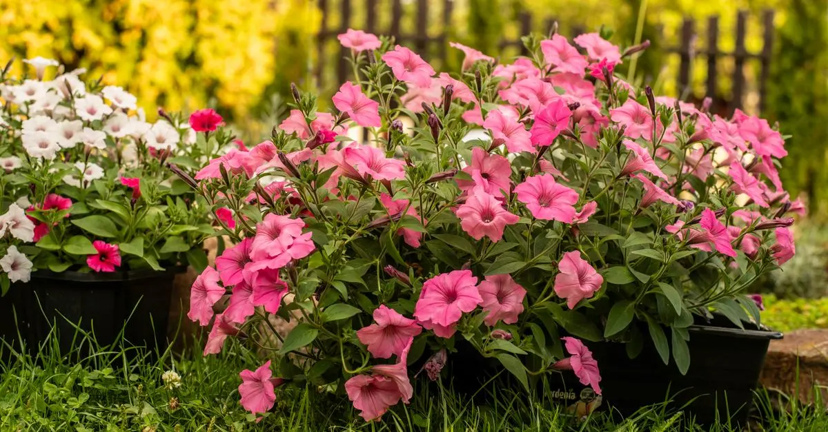 Cómo elegir las plantas adecuadas para tu jardín