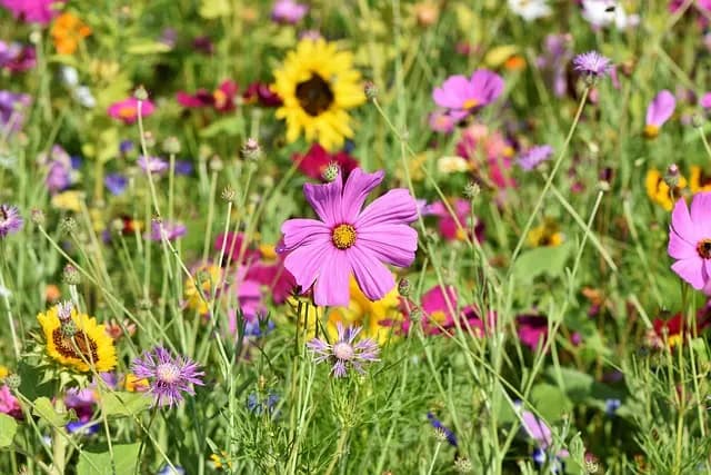 Cómo elegir las plantas adecuadas para un jardín saludable