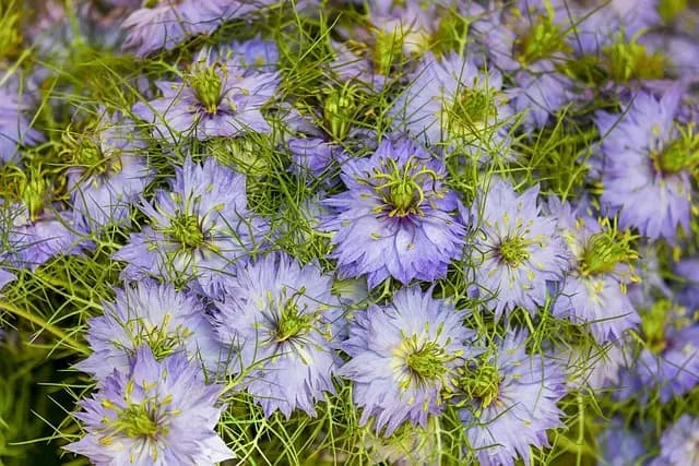 Cómo preparar tu jardín para la llegada de la primavera