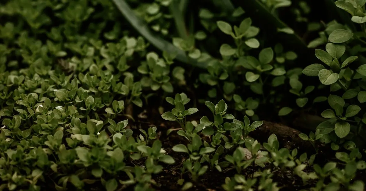 Cómo mejorar la calidad del suelo para un jardín próspero