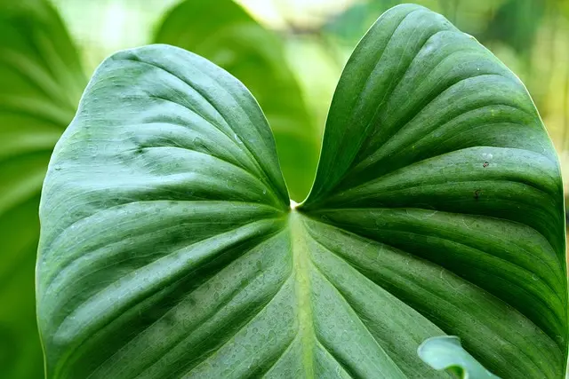 Cómo Hacer un Jardín Ecológico en Casa: Guía Práctica
