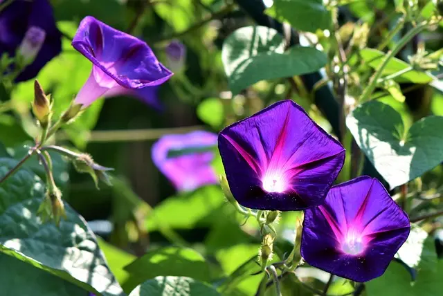 Errores comunes en jardinería y cómo evitarlos