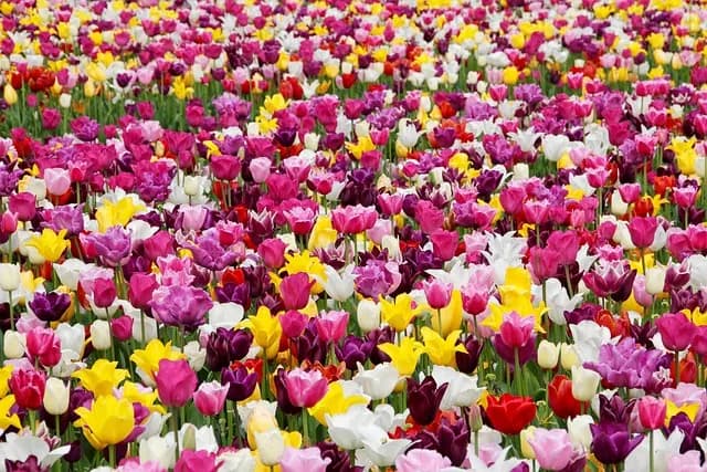 Las mejores hierbas aromáticas para cultivar en casa