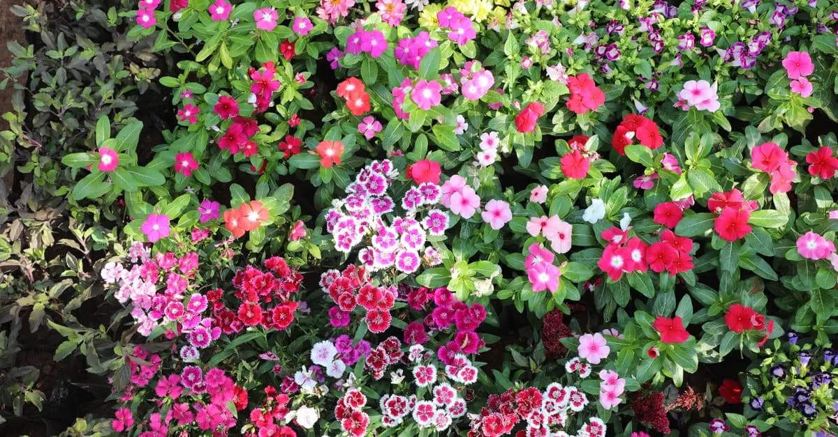 Cómo elegir las mejores plantas para tu jardín