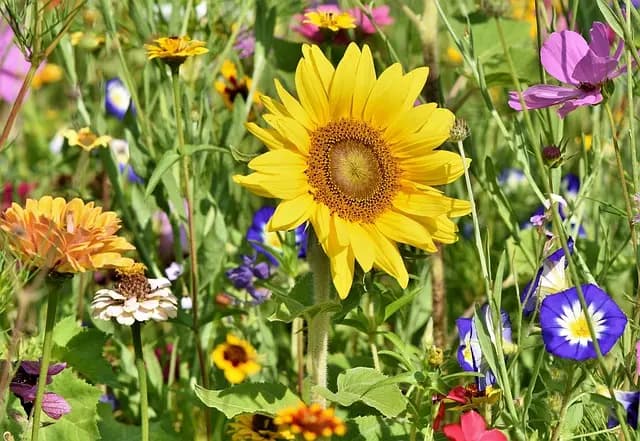 Cómo Crear un Jardín de Mariposas en tu Hogar