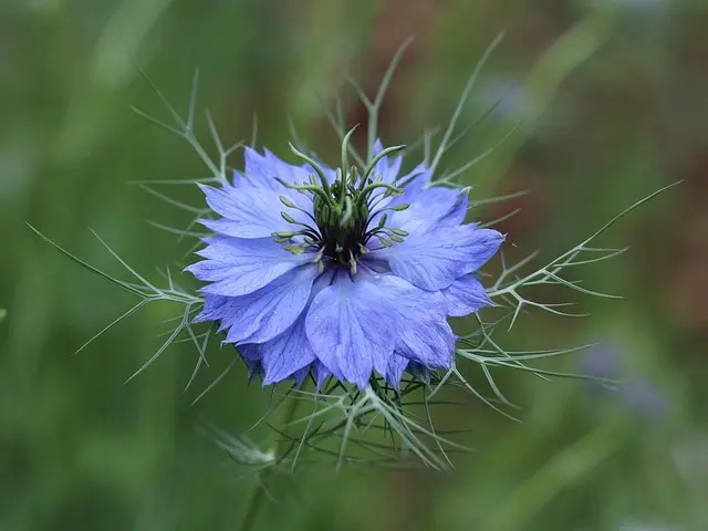 Cómo diseñar un jardín que florezca todo el año