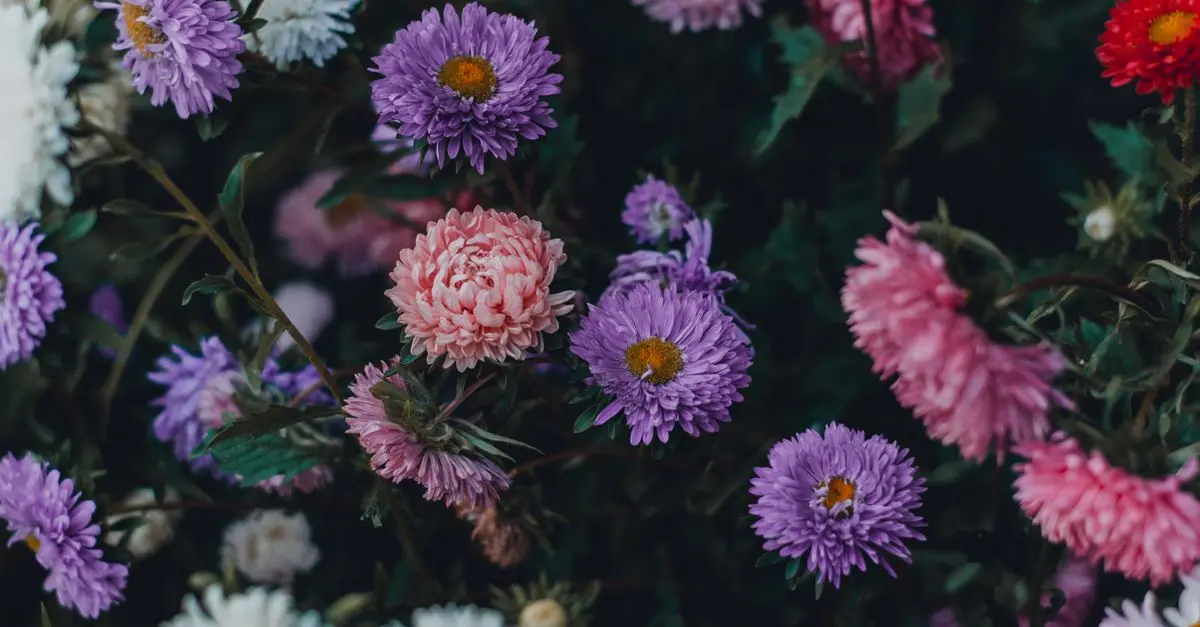 Cómo Crear un Jardín de Flores Perennes que Dure Todo el Año