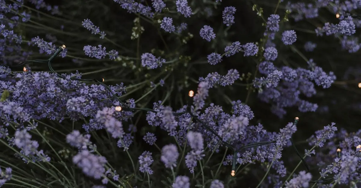 Cómo hacer un jardín aromático: guía completa