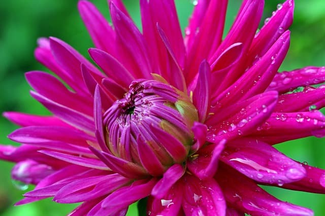 Cómo elegir las plantas adecuadas para cada tipo de jardín