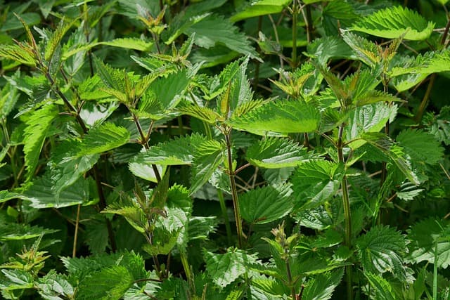 Cómo Crear un Jardín de Aromáticas para tu Cocina