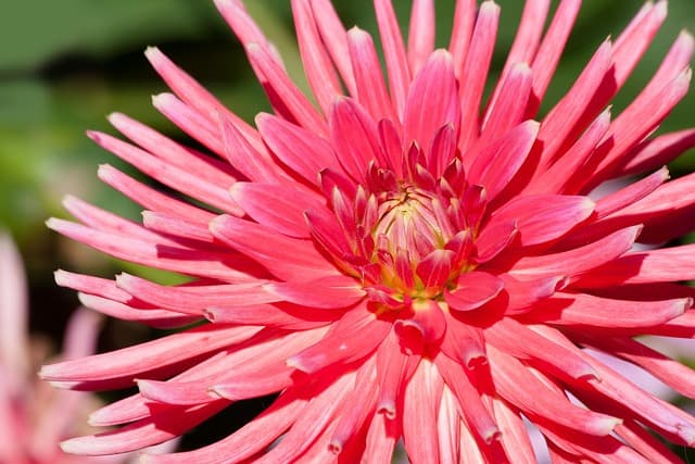 Cómo crear un jardín de flores que florezca todo el año