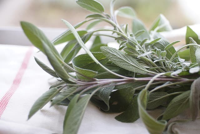 Cómo Crear un Jardín de Aromáticas para tu Cocina