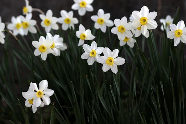 Cómo hacer un jardín de flores perennes para todo el año