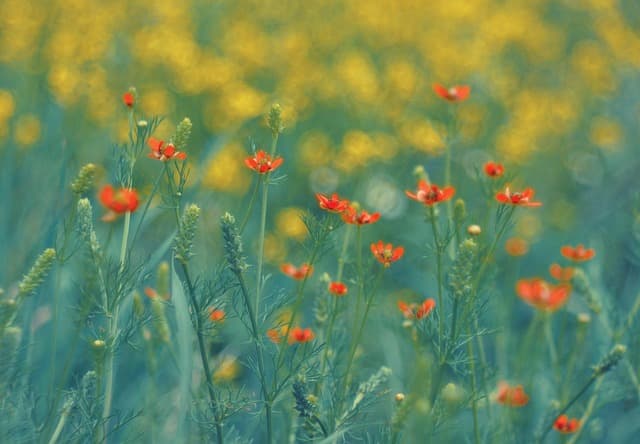 Cómo hacer un jardín de flores que florezca todo el año