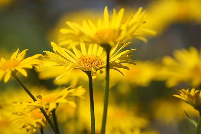 Cómo plantar un jardín de flores estratégicamente para todo el año