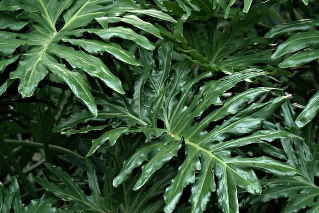 Cómo elegir las plantas adecuadas según el clima